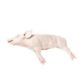 Leitão em Carcaça  8 a 10 Kg